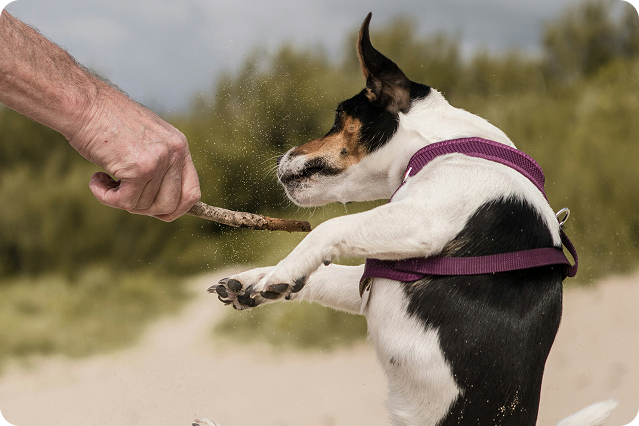 kategorie_doplnky_stravy_pro_psy