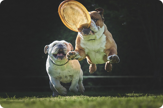 kategorie_vitaminy_pro_psy