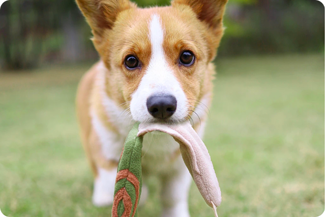 plysove_hracky_pro_psy