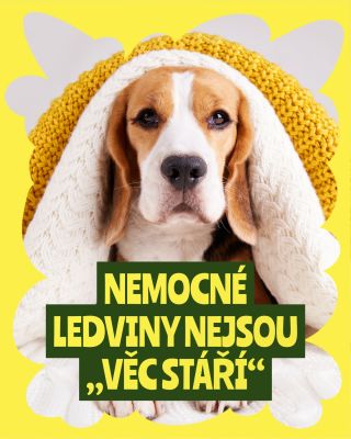 Nemocné ledviny nejsou „věc stáří“ 🤕 Zdraví psa je ve vašich rukou víc, než si myslíte. Klíčové je všimnout si včas, že se...